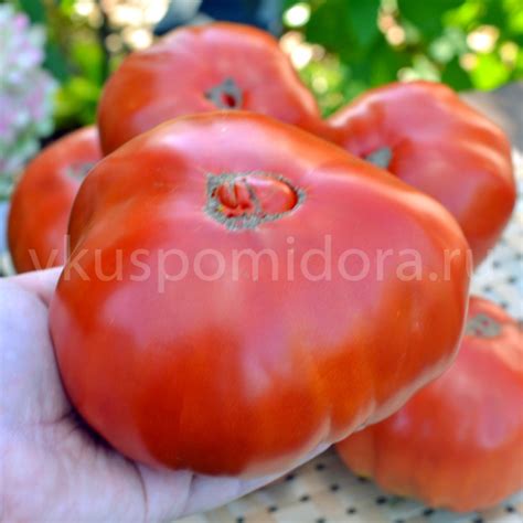 Купить семена томата сорт Зарево
