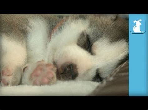 Cute Huskies Puppies Sleeping