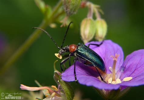 Tesařík | Naturfoto.cz