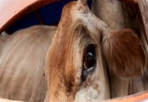 जानवर कौन ! खेत में आई गाय पर धारदार हथियार से प्रहार, क्रूरता की हद पार