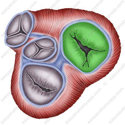 Топография сердца – Easy Anatomy 3D