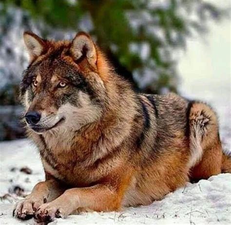 Red wolf – Artofit