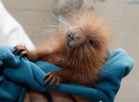 Ugly but Cute Baby Animals (55 pics) - Izismile.com