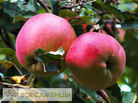 Цена на Яблоня Апорт алмаатинский (Александр) - купить саженцы