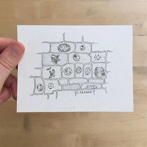 Cell Division Drawing at PaintingValley.com | Explore collection of ...
