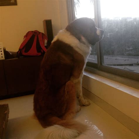 Why Does My Dog Stand And Stare At Nothing