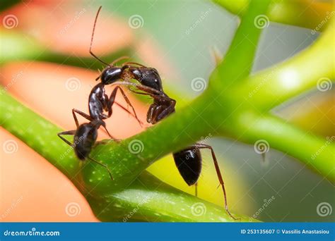 close    ants fighting   plant stock image image  wild