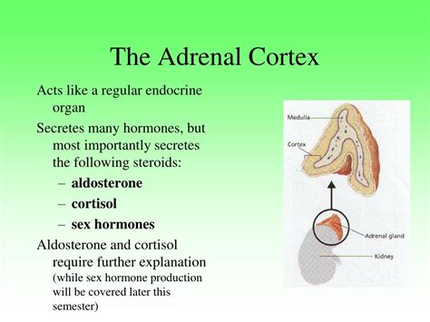 endocrine glands   hormones powerpoint