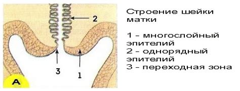 Цитологическое исследование мазков шейки матки расшифровка nilm ...