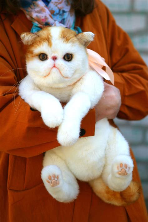 Exotic Short Haired Cat