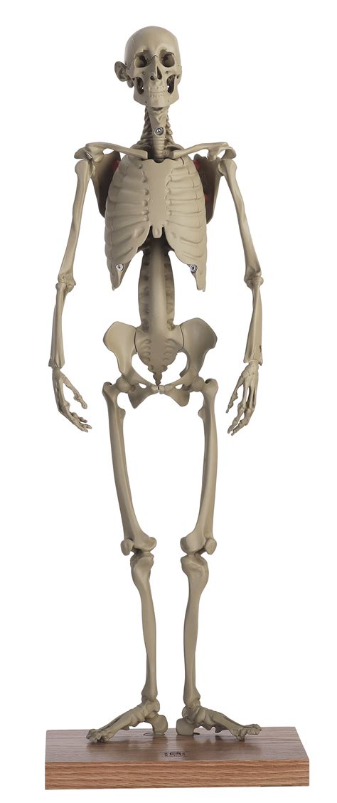 MANIKEN® CLASSIC 21, 1 | anatomyinclay