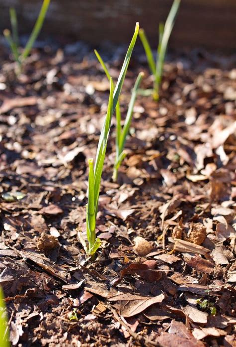soil type  growing  vegetable garden