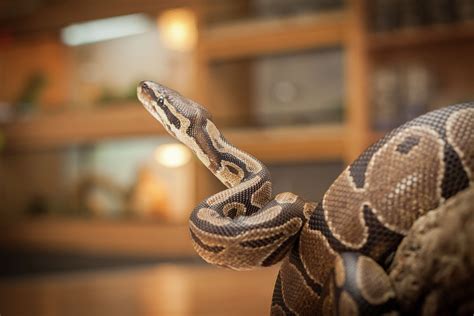 foot pet python   loose  texas neighborhood