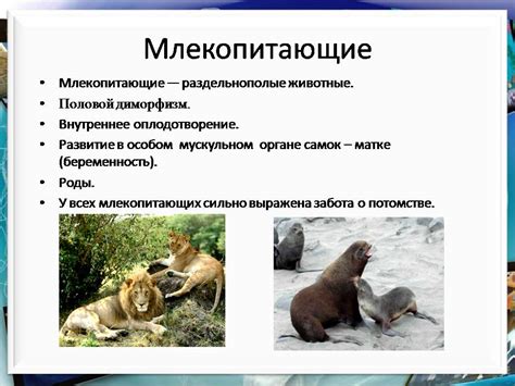 Класс Млекопитающие или звери - Презентации по биологии