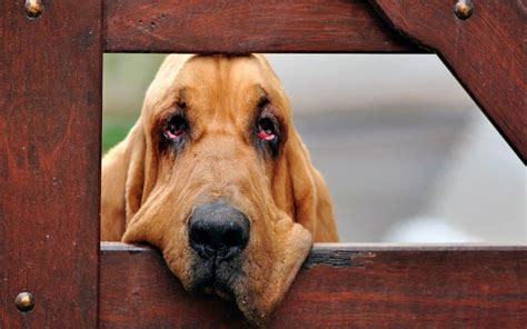 Почему у собаки красные глаза?🐶 Причины и диагностика красных глаз у ...