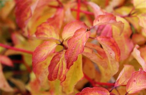 Дерен кроваво-красный Анна Винтер Оранж Cornus sanguinea Anny’s Winter ...