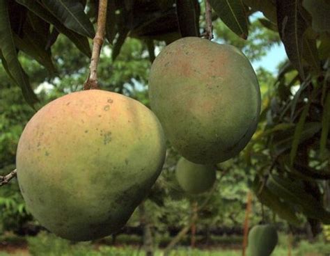Купить семена Манго Mango indica Haydn в Москве: доставка семян по ...