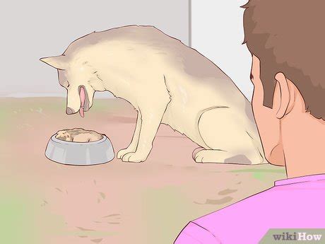 3 Ways to Choose a Dog Breed Bred for Loyalty - wikiHow Life