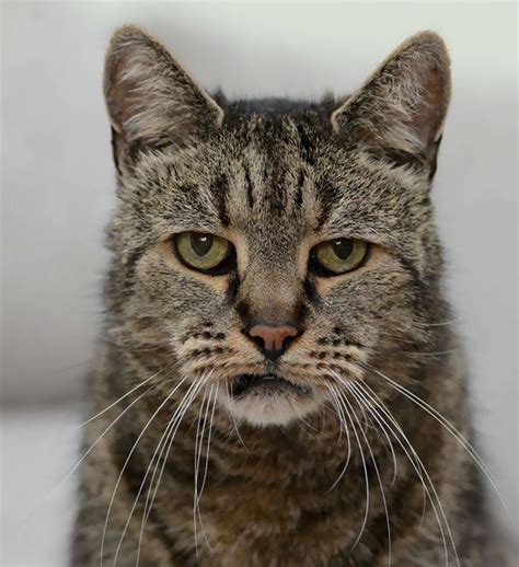 World’s Oldest Cat Is 31 And Still Has Many Lives Left | Bored Panda