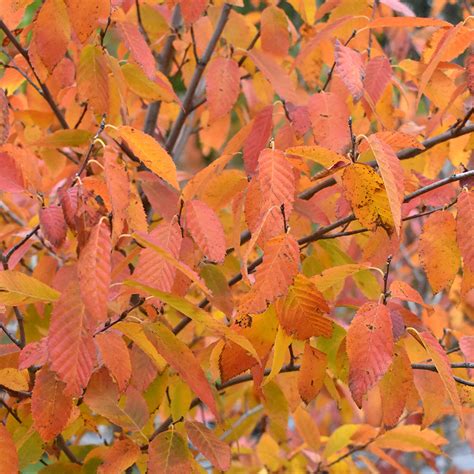 Carpinus caroliniana - Horsford Gardens and Nursery