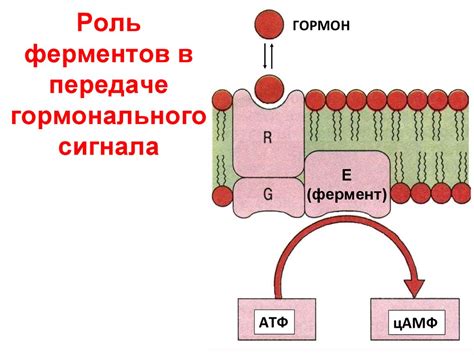 Ферменты-3 - презентация онлайн