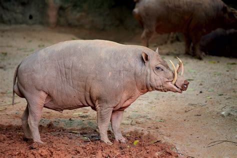 Animaux moches : Top 15 des espèces les plus laides