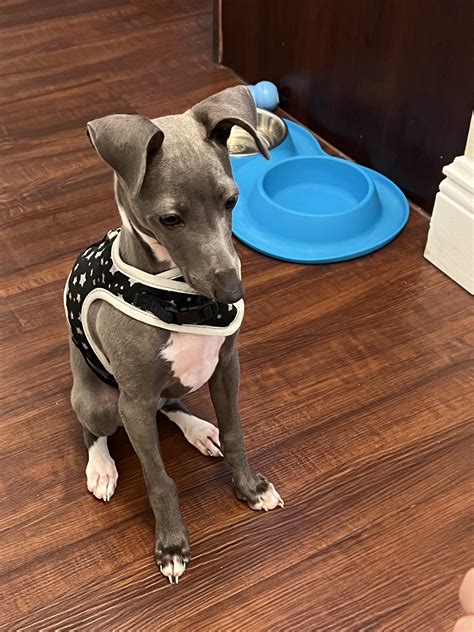 Bumps on nose like pimples-concerning? He’s 3-months old : r