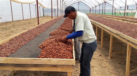Fermentation and drying | Nahua Cacao