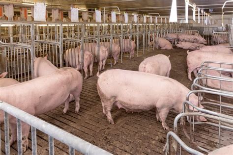 Кормление свиней: рацион питания, запрещенные и разрешенные продукты ...