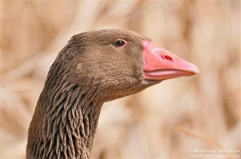Сива гъска (Anser anser) – Birds Photographer – Nikolay Staykov ...