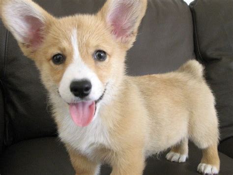 Corgi puppy | The cutest Corgi puppy in all of the world! | Sara Quinn ...