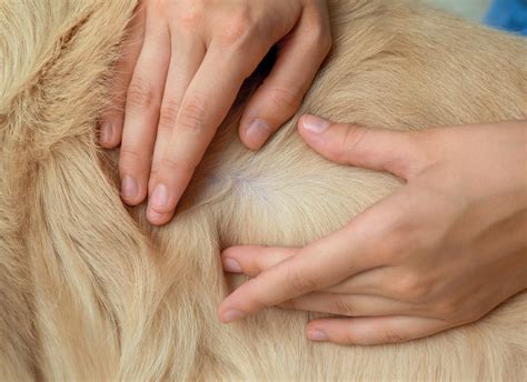how to check dog for fleas