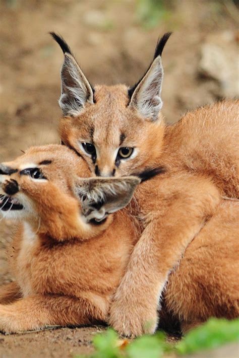 Caracal Kittens