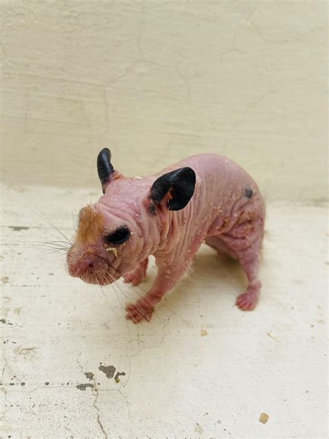 what happens if hamster weak without vet 1
