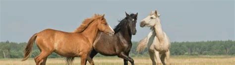 20 Types of Horses: Facts and Photos