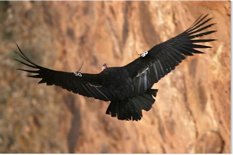 A rare and endangered California condor flies through Marble Gorge ...