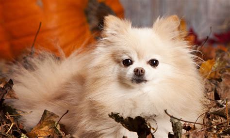 Is Shaving A Pomeranian Bad