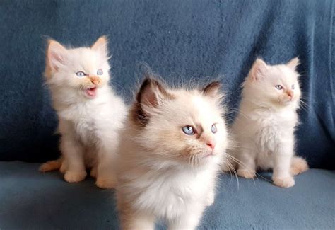 macici ragdoll  sveta birma cijena nije fiksna