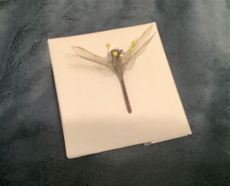 Pinned a dead Dragon fly : r/pics