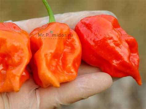 Острый перец Carolina Reaper cross 5 - Сортовые семена Mr.Pomidor