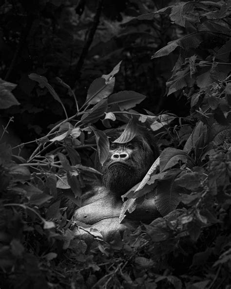 About the 2022 exhibition | Exposition "Homme - Faune Sauvage"