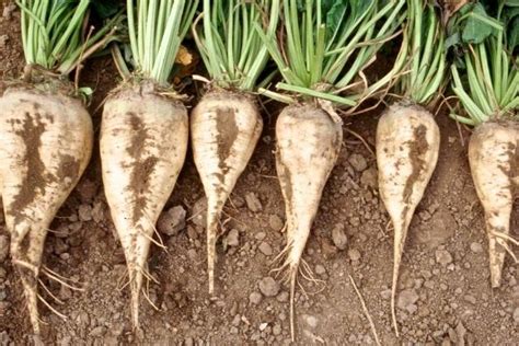 sugar beet alchetron   social encyclopedia