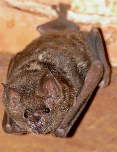 Definitive Guide To Seba's Short-tailed Bat Facts, Habitat