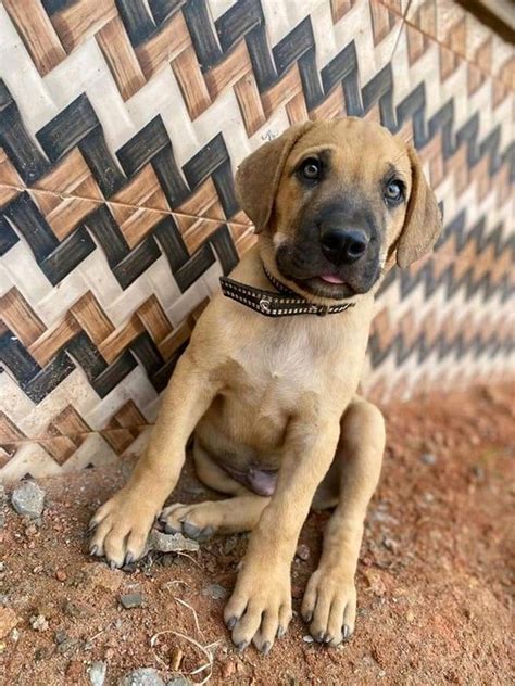 My 3 Months Old Boerbole Dog - Nairaland / General - Nigeria