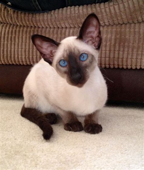 Siamese cutie kitty cat | Oriental shorthair cats, Siamese cats, Cats ...