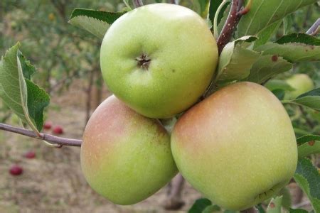 Яблоня Корей: описание сорта и характеристики. Когда собирать и снимать ...