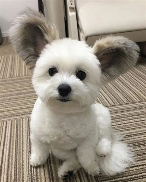 Imagens De Cachorros Fofos - Foto de Cachorros Fofos | 100 Imagens de Cachorros Fofos