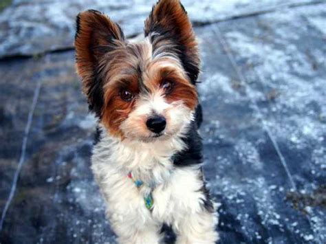 20 Rare Dog Breeds: The Smallest, Cutest Dogs to Check Out