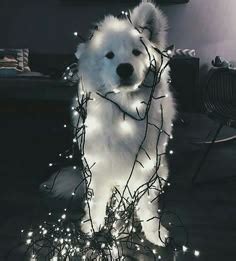 43 ideas de Kiut animals | animales y mascotas, mascotas, animales