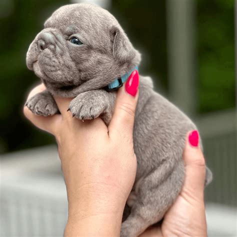 The Big Rope And Fluffy French Bulldogs | Alpharetta Frenchies